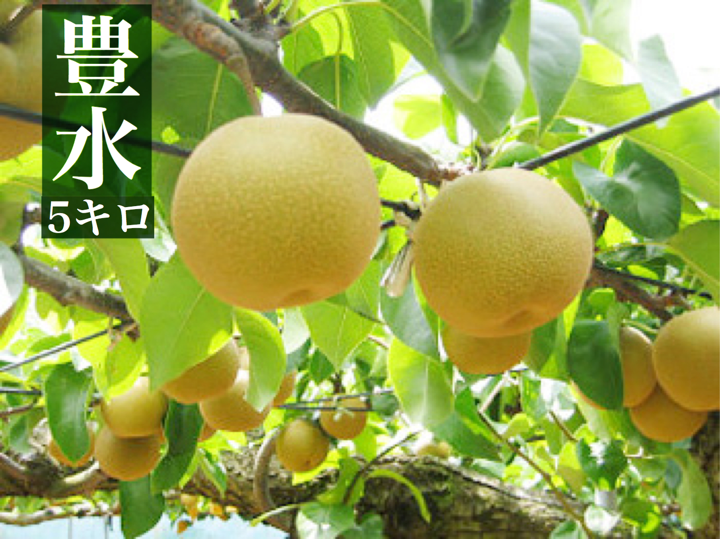 豊水 5キロ | 木村梨園